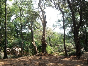 The forests of Matheran