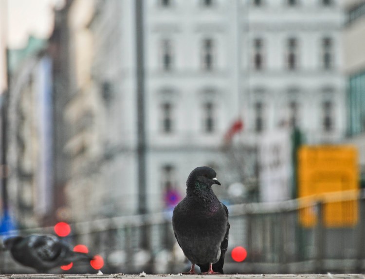 Warsaw pigeon
